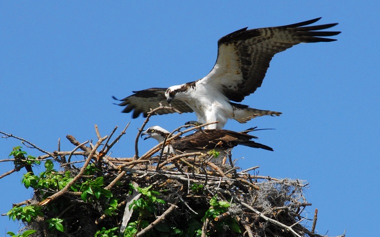 An osprey Wikipedia